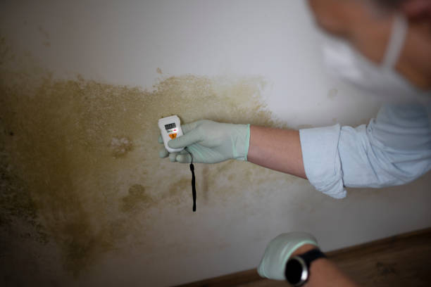 Best Mold Remediation for Specific Building Types in Rock Rapids, IA